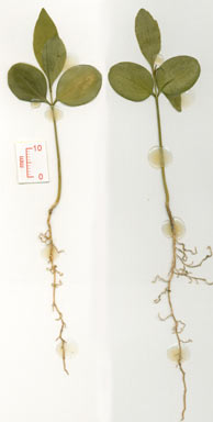 APII jpeg image of Denhamia viridissima  © contact APII