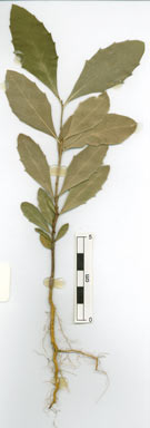 APII jpeg image of Denhamia fasciculiflora  © contact APII