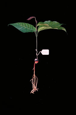 APII jpeg image of Dysoxylum alliaceum  © contact APII