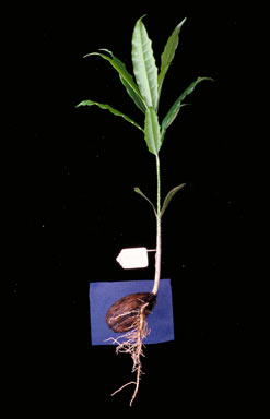 APII jpeg image of Cerbera floribunda  © contact APII