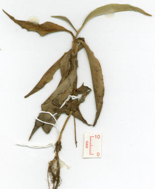 APII jpeg image of Pollia macrophylla  © contact APII
