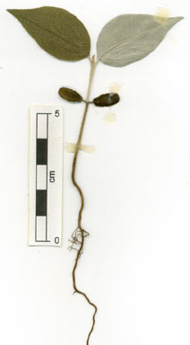 APII jpeg image of Elaeagnus triflora  © contact APII