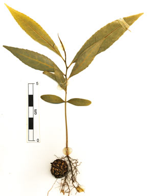 APII jpeg image of Elaeocarpus angustifolius  © contact APII