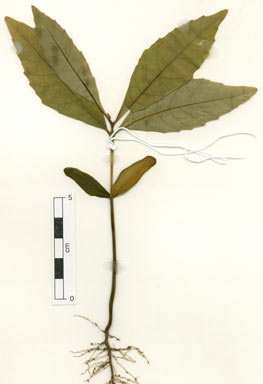 APII jpeg image of Elaeocarpus bancroftii  © contact APII