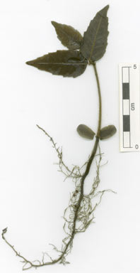 APII jpeg image of Aceratium sericoleopsis  © contact APII