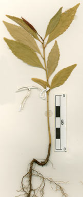 APII jpeg image of Elaeocarpus culminicola  © contact APII