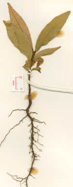 APII jpeg image of Elaeocarpus ferruginiflorus  © contact APII