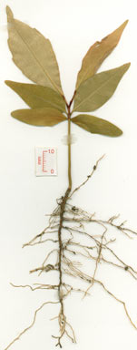 APII jpeg image of Elaeocarpus linsmithii  © contact APII