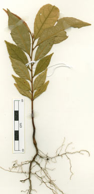APII jpeg image of Elaeocarpus thelmae  © contact APII