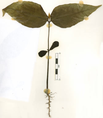 APII jpeg image of Peripentadenia phelpsii  © contact APII