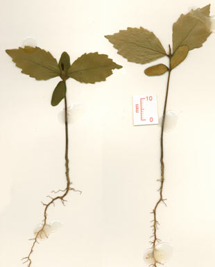 APII jpeg image of Sloanea australis subsp. parviflora  © contact APII