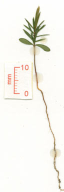 APII jpeg image of Leucopogon malayanus subsp. novoguineensis  © contact APII
