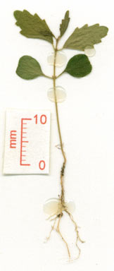 APII jpeg image of Acalypha lyonsii  © contact APII