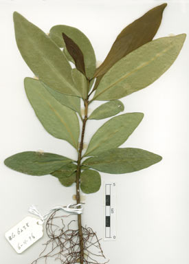 APII jpeg image of Actephila latifolia  © contact APII