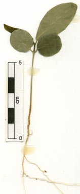 APII jpeg image of Codiaeum variegatum var. moluccanum  © contact APII