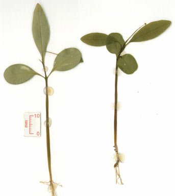 APII jpeg image of Euphorbia plumerioides  © contact APII