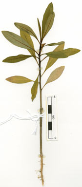 APII jpeg image of Euphorbia plumerioides  © contact APII