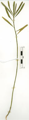 APII jpeg image of Euphorbia tannensis subsp. eremophila  © contact APII