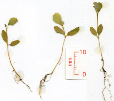 APII jpeg image of Flueggea virosa subsp. melanthesoides  © contact APII
