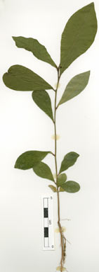 APII jpeg image of Glochidion harveyanum var. pubescens  © contact APII