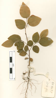 APII jpeg image of Phyllanthus cuscutiflorus  © contact APII