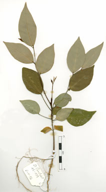 APII jpeg image of Phyllanthus hypospodius  © contact APII