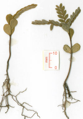 APII jpeg image of Phyllanthus lamprophyllus  © contact APII