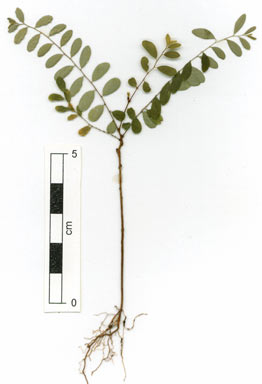 APII jpeg image of Phyllanthus novae-hollandiae  © contact APII