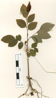 APII jpeg image of Phyllanthus praelongipes  © contact APII