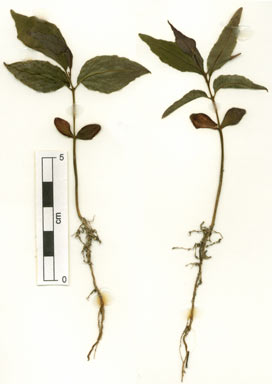APII jpeg image of Rockinghamia angustifolia  © contact APII
