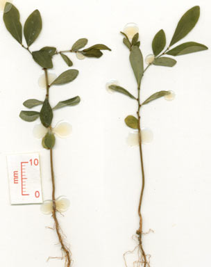 APII jpeg image of Phyllanthus microcladus  © contact APII