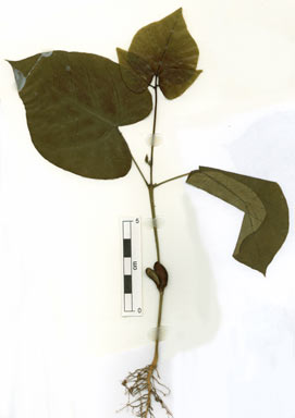 APII jpeg image of Erythrina variegata  © contact APII