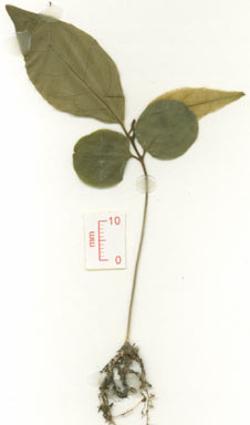 APII jpeg image of Casearia grewiifolia var. gelonioides  © contact APII