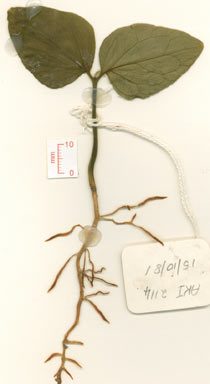 APII jpeg image of Citronella smythii  © contact APII