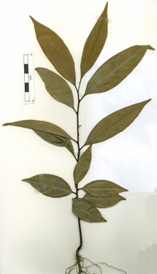 APII jpeg image of Cinnamomum laubatii  © contact APII