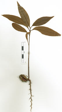 APII jpeg image of Endiandra bessaphila  © contact APII
