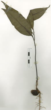 APII jpeg image of Endiandra globosa  © contact APII