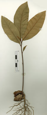 APII jpeg image of Endiandra longipedicellata  © contact APII