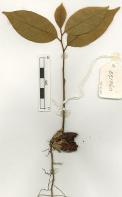 APII jpeg image of Endiandra monothyra subsp. trichophylla  © contact APII