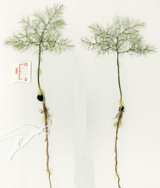 APII jpeg image of Asparagus plumosus  © contact APII