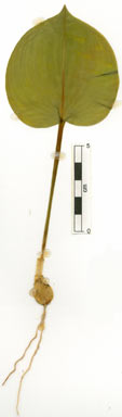 APII jpeg image of Proiphys amboinensis  © contact APII