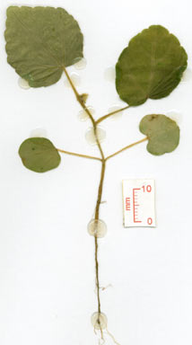 APII jpeg image of Abelmoschus moschatus subsp. tuberosus  © contact APII