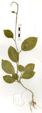 APII jpeg image of Hoya australis subsp. tenuipes  © contact APII