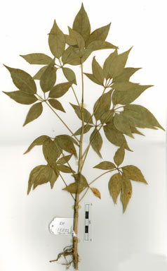 APII jpeg image of Schefflera elliptica  © contact APII