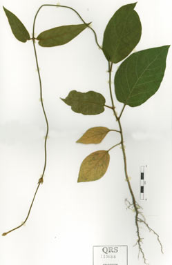 APII jpeg image of Parsonsia ferruginea  © contact APII