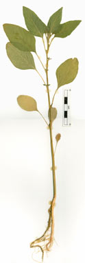 APII jpeg image of Amaranthus hybridus  © contact APII