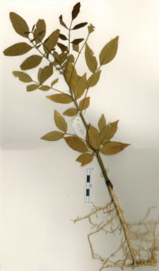 APII jpeg image of Flindersia acuminata  © contact APII