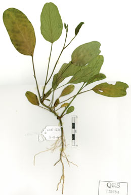 APII jpeg image of Ipomoea pes-caprae subsp. brasiliensis  © contact APII