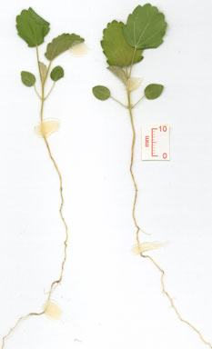 APII jpeg image of Sida cordifolia  © contact APII