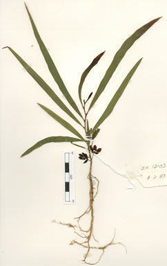 APII jpeg image of Acacia leptocarpa  © contact APII